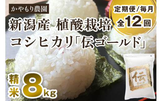 新潟産コシヒカリ「伝ゴールド」白米真空パック 精米 2kg×4袋