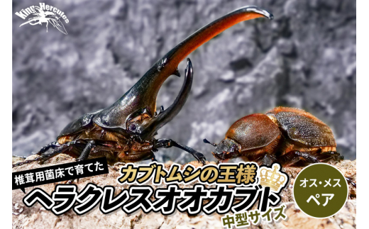 《TVで紹介されました》ヘラクレスオオカブト（成虫）ペア大型