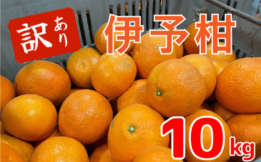 【1月中旬から発送予定】伊予柑10キロ （訳あり） | いよかん みかん 伊予柑 みかん いよかん 伊予柑 訳あり みかん 10kg 柑橘 