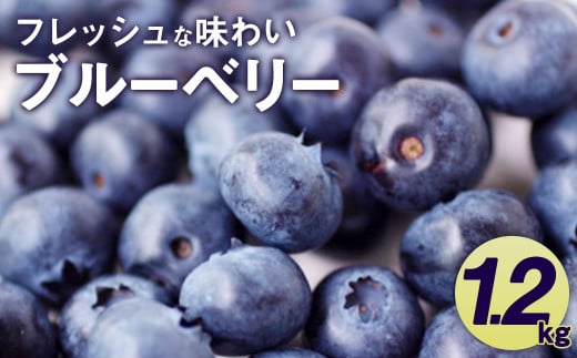 【2024年8月発送】  数量限定！相良村産 ブルーベリー 1.2kg フルーツ くだもの 果物  1204484 - 熊本県相良村