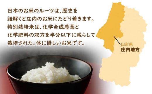 食品/飲料/酒雪若丸　20kg 中米　業務米　令和5年 山形　特別栽培米