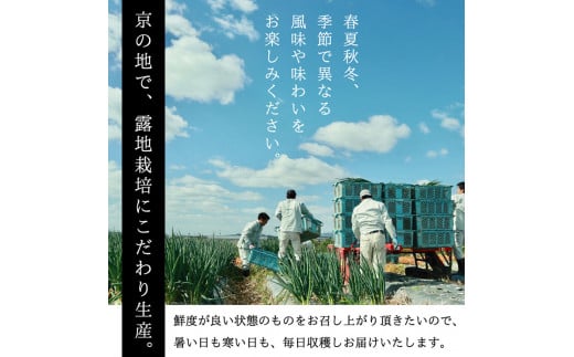 京都府亀岡市のふるさと納税 九条ねぎ 1kg《ネギ ねぎ 葱 長ネギ 長ねぎ 青ネギ 青ねぎ 根きり 京都 伝統野菜 京野菜》