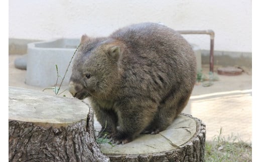 大阪府池田市のふるさと納税 【24-11】五月山動物園　ウォンバットグッズD