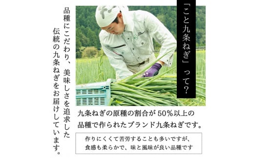 京都府亀岡市のふるさと納税 九条ねぎ 1kg《ネギ ねぎ 葱 長ネギ 長ねぎ 青ネギ 青ねぎ 根きり 京都 伝統野菜 京野菜》