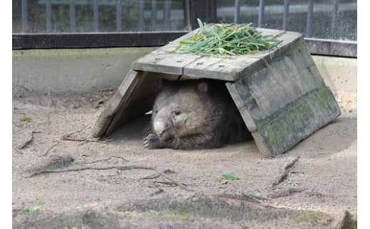 五月山動物園ではオーストラリアのウォンバットが飼育されています