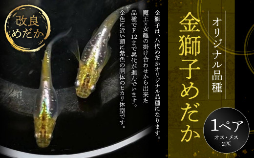 オリジナル品種】金獅子 めだか 改良めだか 1ペア - 熊本県八代市