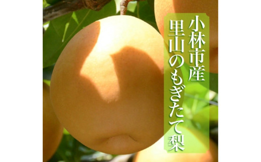 【産直もぎたて】里山のもぎたて梨　計3kg