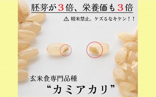 【009-08】【幻の玄米】　自然栽培　カミアカリ　玄米　1ｋｇ