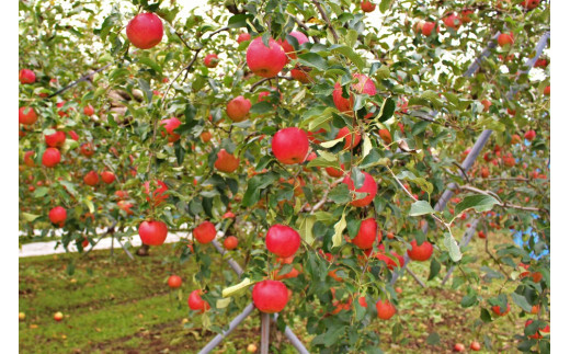 島根でリンゴができるの？とお思いでしょうが、朝晩の寒暖差が激しく、美味しいリンゴができる環境がそろっています。