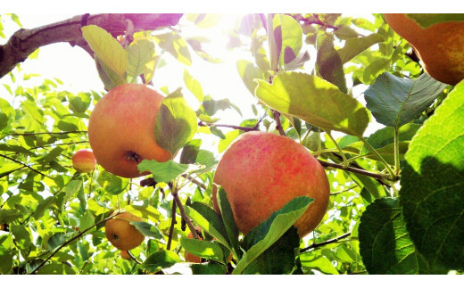 美味しさの秘密はしっかりと完熟した実のみを使用すること。りんご園のすぐ隣にある加工施設でもぎたての完熟リンゴをジュースにします。