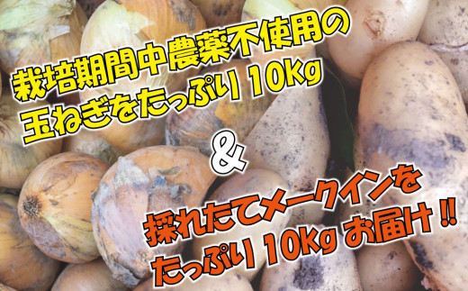 数量限定 】 訳あり 不揃い 野菜 玉ねぎ じゃがいも 詰め合わせ セット