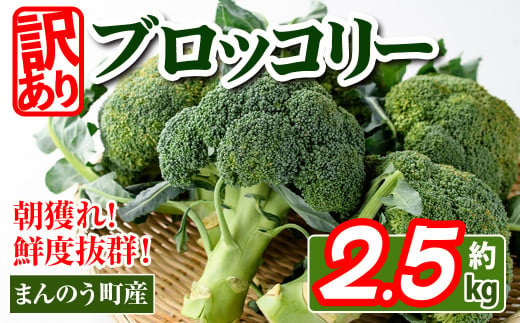 ＜先行予約！2025年2月上旬以降順次発送予定＞＜訳あり＞＜選べる用量＞ 香川県産 ブロッコリー 訳あり (約2.5kg)  【man058・man108】【Aglio nero】 411750 - 香川県まんのう町