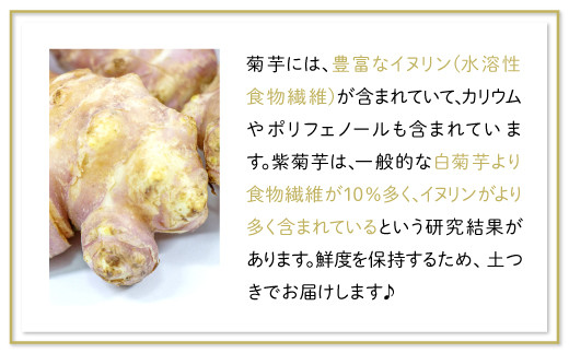 山と海に囲まれた自然豊かな島根県大田市で栽培した紫菊芋ですので大きく立派に育っております。