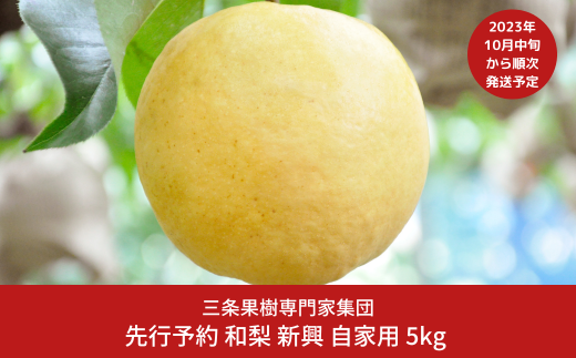 和梨 新興 自家用 5kg 新潟県産 梨 [三条果樹専門家集団] 【010P066】