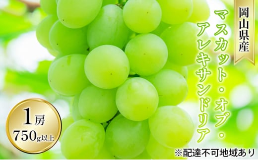 ぶどう 2025年 先行予約 桃太郎 ぶどう 1房 680g以上（露地栽培）贈答用 ブドウ 葡萄 岡山県産 国産 フルーツ 果物 ギフト  [№5735-1594] - 岡山県瀬戸内市｜ふるさとチョイス - ふるさと納税サイト