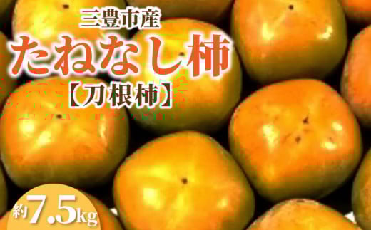【ふるさと納税】【先行予約】 三豊市産たねなし柿（刀根柿）約7.5kg