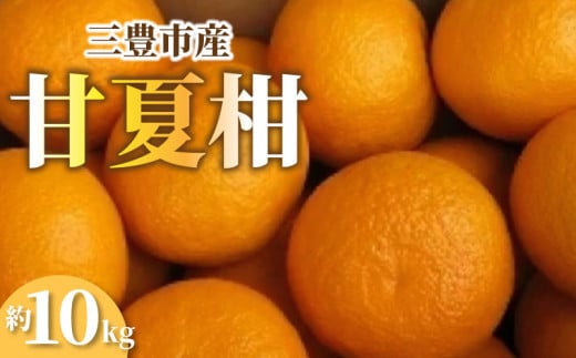 M02-0095_【先行予約】三豊市産“甘夏柑” 約10kg   果物・野菜 甘夏 あまなつ 246567 - 香川県三豊市