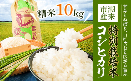 ＜令和4年産＞特別栽培米コシヒカリ精米10kg【1241167】 329116 - 茨城県潮来市