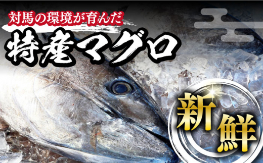 【全6回定期便】対馬産 養殖 本マグロ 2種 & 地魚 干物 2種 セット ( 赤身 / 中トロ / 干物 )《対馬市》【対海】 新鮮 マグロ 鮪  本鮪 トロ 海鮮 冷凍 浜干し [WAH010]