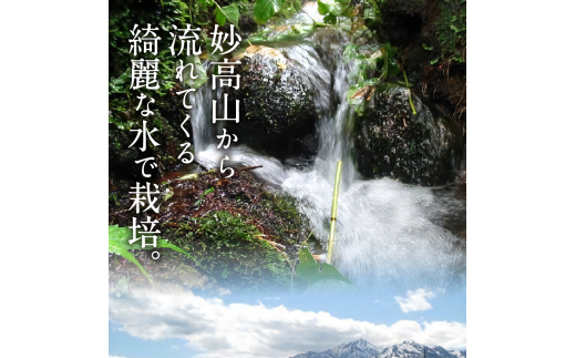 2024年4月上旬発送】新潟県妙高産こしひかり「星降る里」5kg無洗米