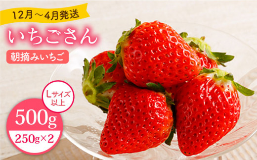 【先行予約】【農薬0への挑戦】朝摘みいちご ( いちごさん ) 500g ( 250g×2パック ) 【むらおか農園】 [HAF021]