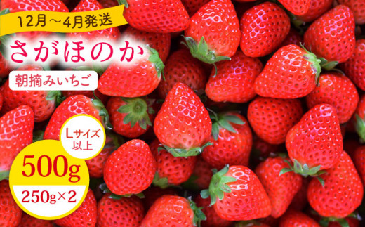 【農薬0への挑戦】朝摘みいちご ( さがほのか ) 500g ( 250g×2パック ) 【むらおか農園】 [HAF022]