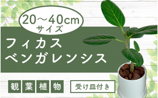 観葉植物】フィカス・ベンガレンシス20cm～40cmホワイト陶器鉢(T&P