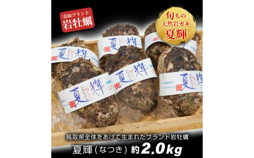 OM-28　岩牡蠣「夏輝」(約2kg)【6～8月順次発送】 866417 - 鳥取県大山町