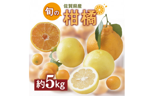 佐賀の旬の柑橘をお届け 佐賀産かんきつ5kg B397 470510 - 佐賀県伊万里市