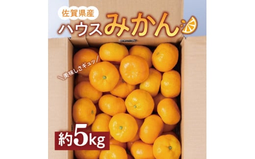 佐賀県産ハウスみかん5kg フルーツ 柑橘類 B387 357431 - 佐賀県伊万里市