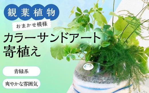 【観葉植物】カラ―サンドアート(青緑系/爽やかな雰囲気)おまかせ模様 寄せ植え|GreenlifeYoshimura