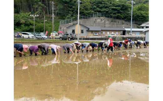 湯の花　MY田んぼ　１区画契約　2024年分