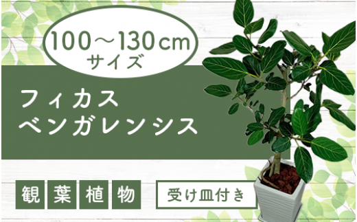 1月中旬～発送【観葉植物】フィカス・ベンガレンシス 一本立ち