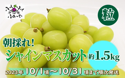 [No.5657-3699]【朝採れ出荷】【訳あり】【粒】ご家庭用シャインマスカット粒 約1.5kg  《ふくふくふぁーむ》■2023年発送■※10月上旬頃～10月下旬頃まで順次発送予定