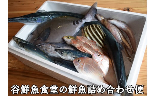 谷鮮魚食堂 黒潮の海で育った鮮魚 詰め合わせ便 979296 - 高知県大月町