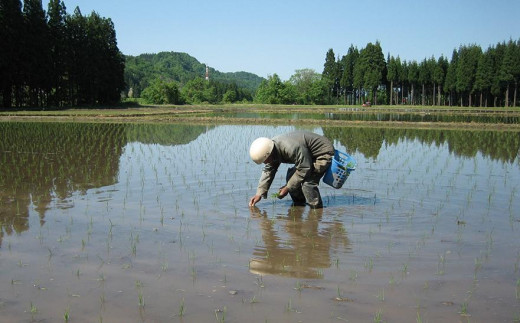 令和5年産新米＞【定期便】中魚沼産「新之助(しんのすけ)」10kg×全12回