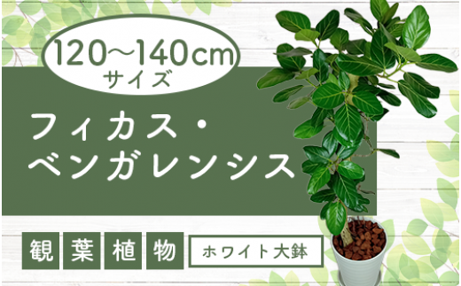 1月中旬～発送【観葉植物】フィカス・ベンガレンシス100cm～130cm