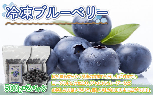 冷凍ブルーベリー500g×2パック【 ふるさと納税 人気 おすすめ ランキング ブルーベリー 果実 果物 フルーツ ヨーグルト ジャム スムージー 冷凍 北海道 大空町 送料無料 】 OSO006 982927 - 北海道大空町