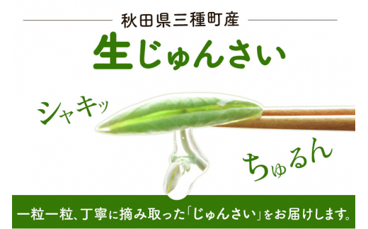 生じゅんさい無選別 1.5kg(500g×3袋)《冷蔵》（2023年5月中旬?7月順次