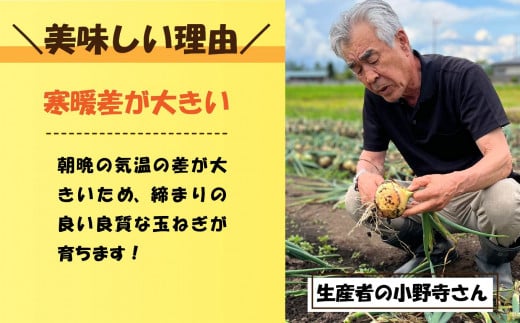 岩手県金ケ崎町のふるさと納税 【 先行予約 】たまねぎ 10kg（28個程度） 訳あり M L サイズ 不揃い バラバラ 令和7年7月〜10月発送 皮剥け 生食 常温 長期保存  金ケ崎町産 たまねぎ タマネギ オニオン 玉葱