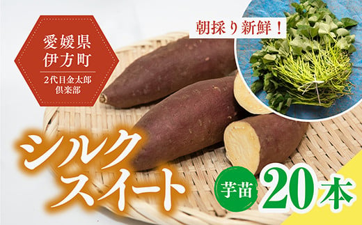 【数量限定】植え付け簡単！シルクスイート 芋苗（20本）｜さつまいも サツマイモ 焼き芋 焼芋 栽培 愛媛県 ※2024年5月下旬～8月上旬頃に順次発送予定 970285 - 愛媛県伊方町