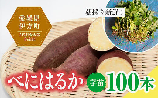 【数量限定】植え付け簡単！べにはるか 芋苗（100本）｜さつまいも サツマイモ 焼き芋 焼芋 栽培 愛媛県 ※2024年5月下旬～8月上旬頃に順次発送予定 970302 - 愛媛県伊方町