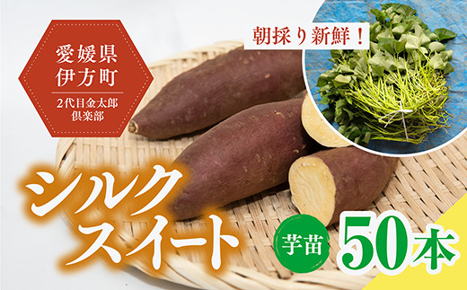 【数量限定】植え付け簡単！シルクスイート 芋苗（50本）｜さつまいも サツマイモ 焼き芋 焼芋 栽培 愛媛県 ※2024年5月下旬～8月上旬頃に順次発送予定 970289 - 愛媛県伊方町