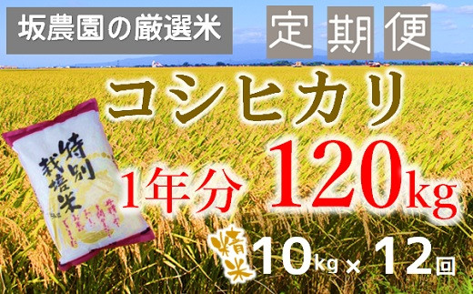 【定期便12回】坂農園の厳選米！コシヒカリ（10kg×12回）