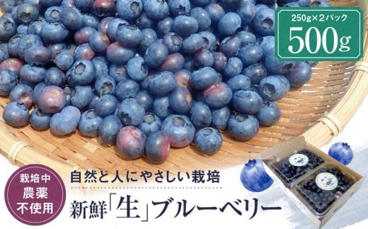 ブルーベリー」のふるさと納税 お礼の品一覧【ふるさとチョイス】 21