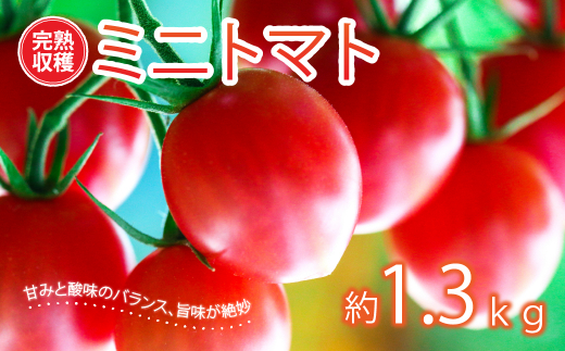【甘みと酸味のバランス、旨みが絶妙な代表作】 八代市産 完熟収穫ミニトマト 約1.3kg 熊本県
