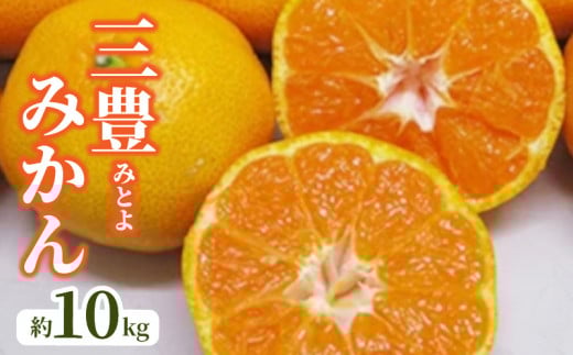 【ふるさと納税】【先行予約】 三豊 (みとよ) みかん 約 10kg  秋 旬
