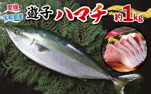 遊子 ハマチ セット 計 1kg 愛媛県漁業協同組合遊子支所 数量限定 急速 