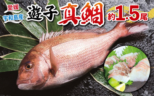 遊子 真鯛 セット 計 1.5kg 愛媛県
