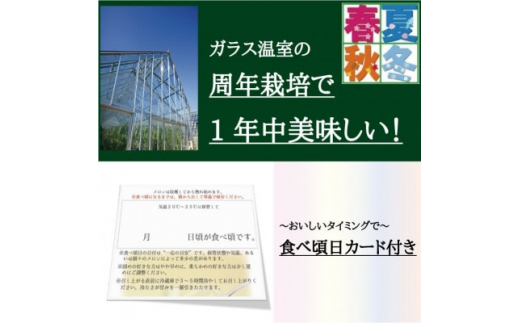 規格外BIGサイズ!＞クラウンメロン規格外大玉 1玉【1416440】 / 静岡県